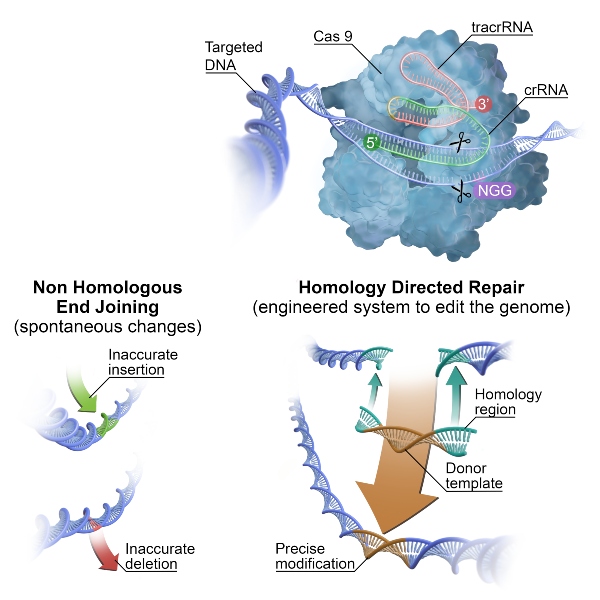 CRISPR-Cas9 Mechanism | CRISPR-Cas9 की यात्रा | एक क्रांतिकारी खोज की कहानी | जीनोम एडिटिंग.